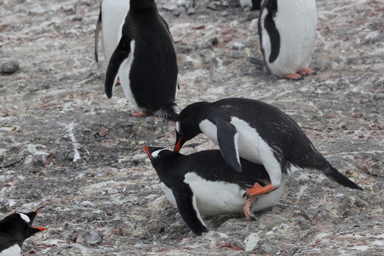 penguin